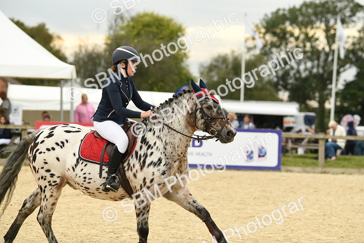 SBM_73097 - J16 - Junior Pony 75cm Championship