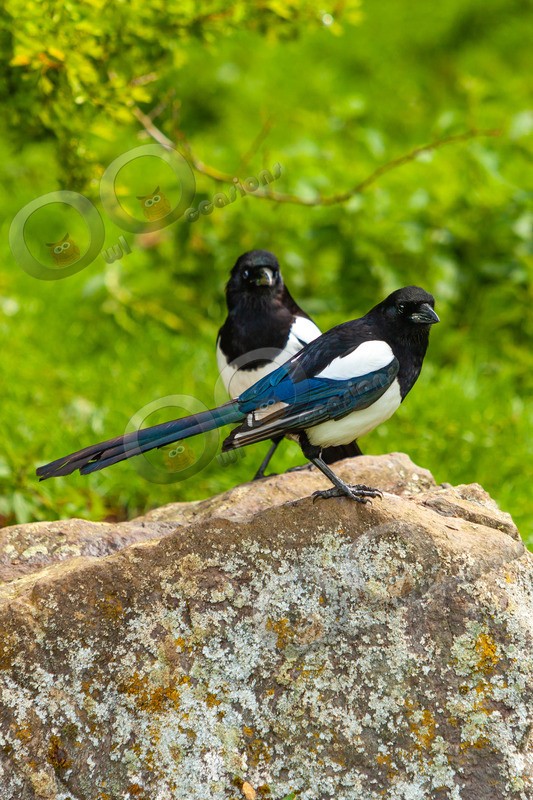 Magpie Pica pica 7208 - UK birds