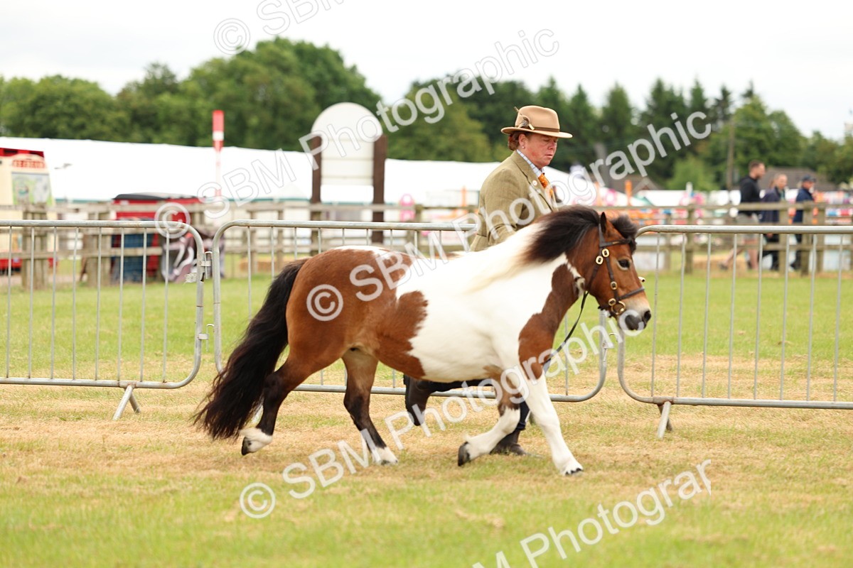 SBM_04353 - Class 64-67 - Shetland Pony In Hand