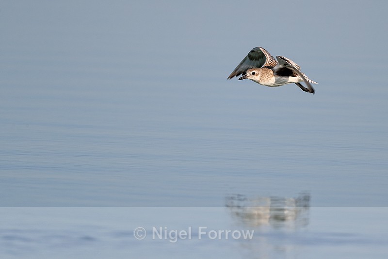 Black-bellied Plover in flight, Fort De Soto Park, Florida - Black-bellied Plover