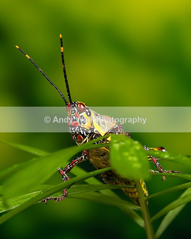 20140325-3K8A9449 - Insects