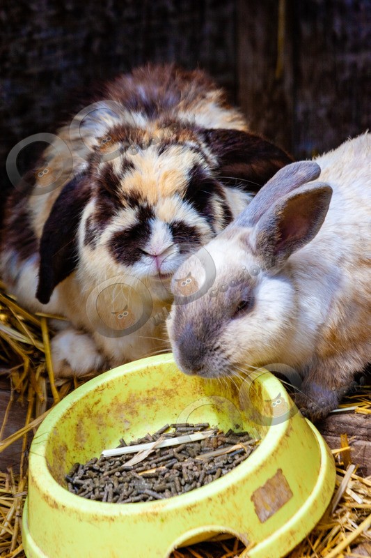 Domestic rabbit Oryctolagus cuniculus-0031 - Pet Photography