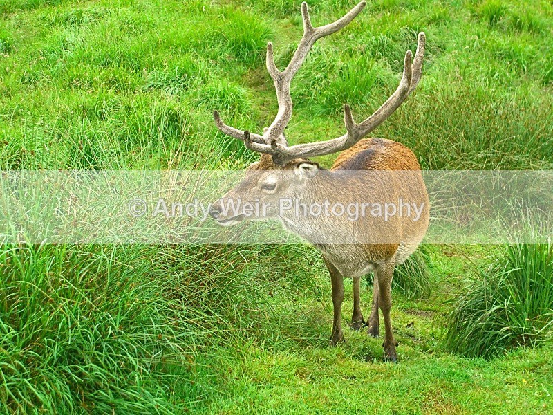 20070726-048 - Deer
