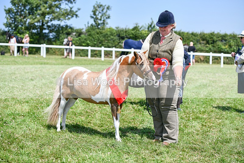 DSC_7289 - Miniature Horse Championship