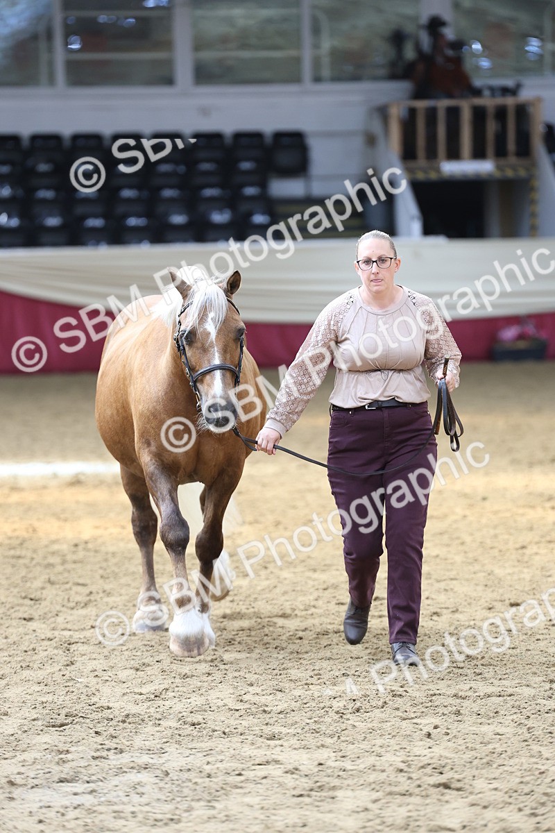 SBM_23395 - Class 903 - Supreme Final - IH Pre Vet