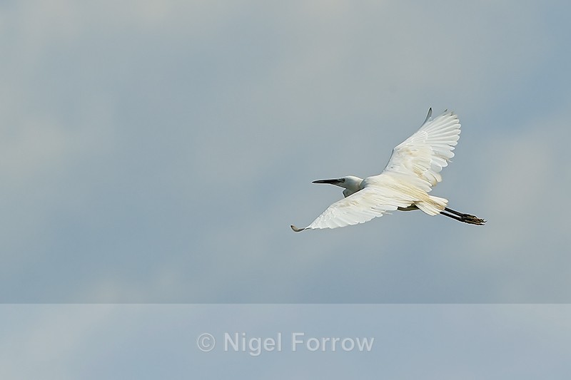 Little Egret in flight, Gao Giong, Vietnam - Little Egret