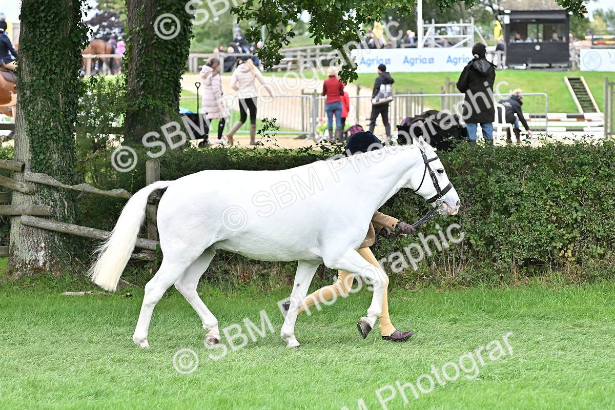 SBM_64942 - S50 - Show Pony & Show Hunter Pony In Hand