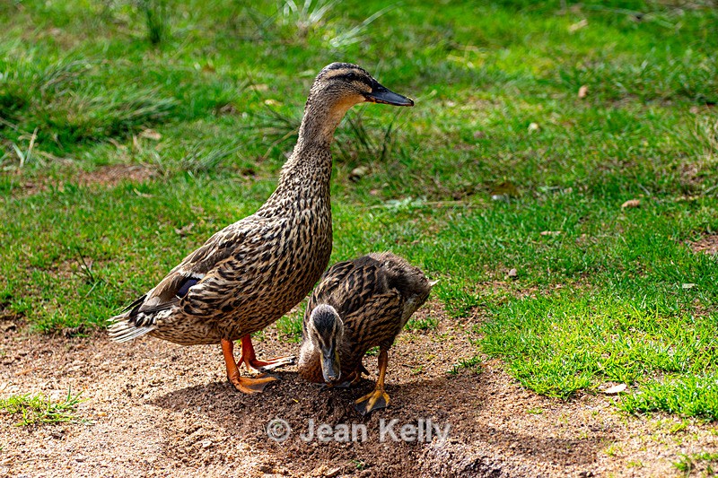 Mallard Duck - Mum and Duckling - DSC_5881 - Birds