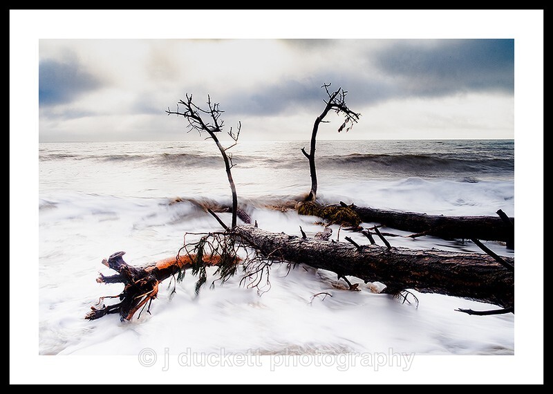 Fallen Trees in the Ocean