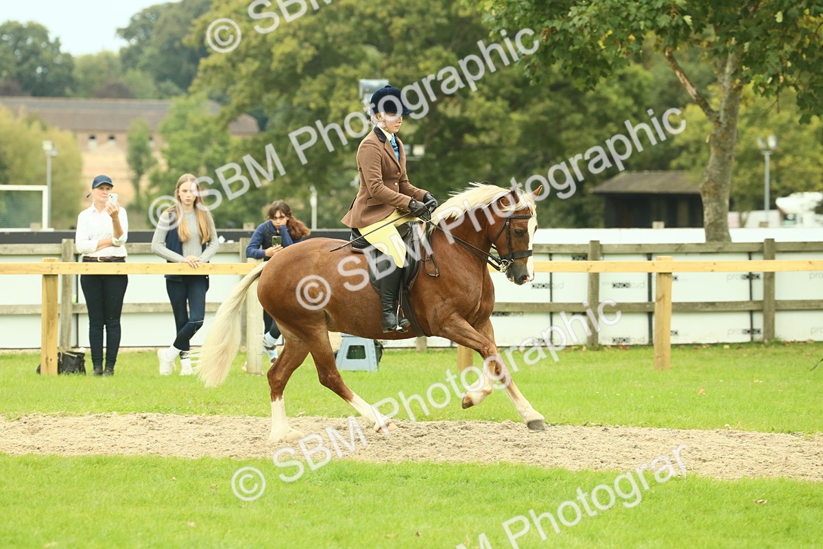 SBM_72073 - S60 - Mountain & Moorland Ridden Large Breeds