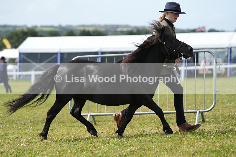 DSC05270 - Class 49: NPS Shetland 4 years and over
