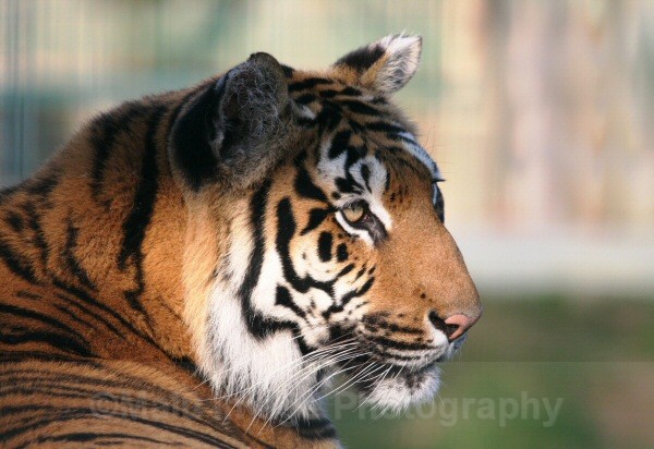 271 INDY - BIG CATS