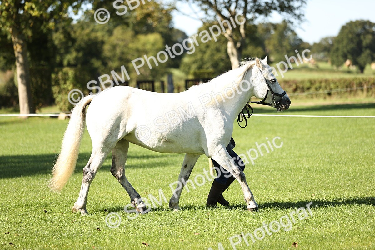 SBM_15922 - S1 - TSR in Hand Horse & Pony Showing