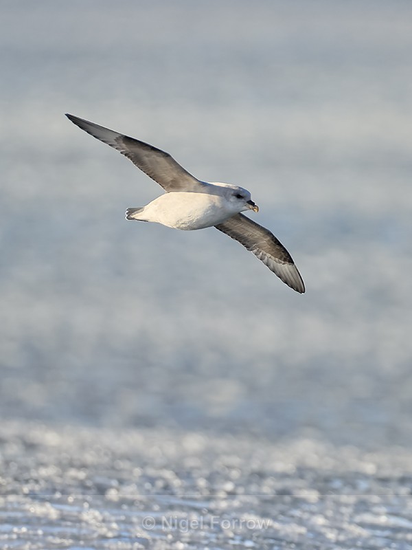 Fulmar in flight above pancake ice, Spitsbergen, Svalbard - Fulmar