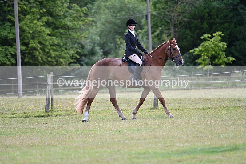 WJ7_8492 - Class 7  Riding Club Show Horse