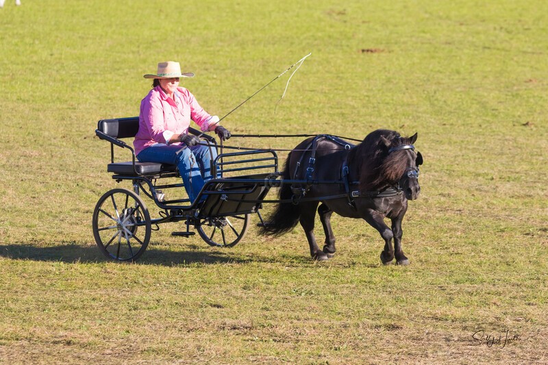 Harness Driving Challenge 12. 0A3A9689 - 2025 Senic Rim Clydesdale Spectacular