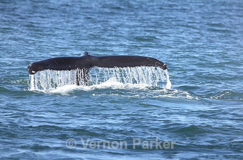 Fluking Humpback - Iceland