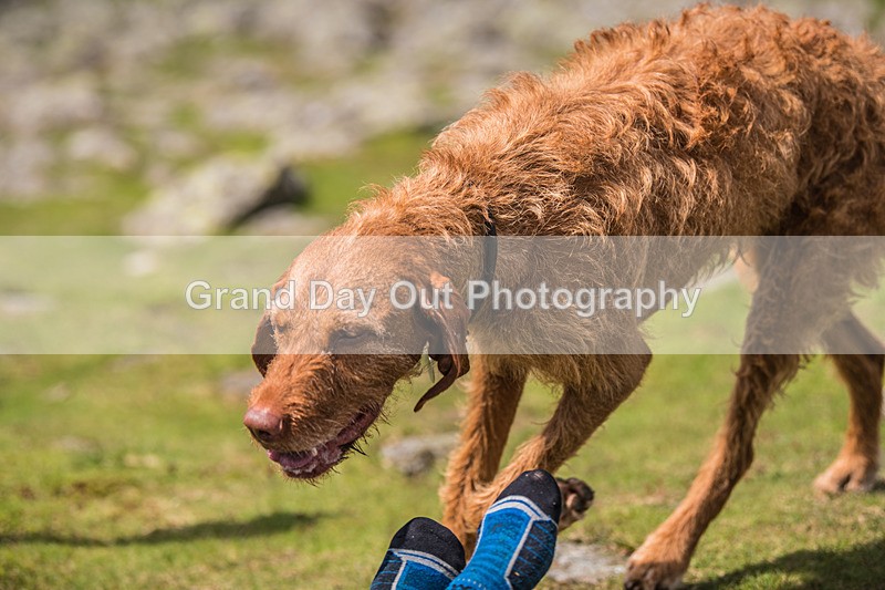 Duddon Short-633 - Duddon Valley Short Fell Race Saturday 1st June 2024