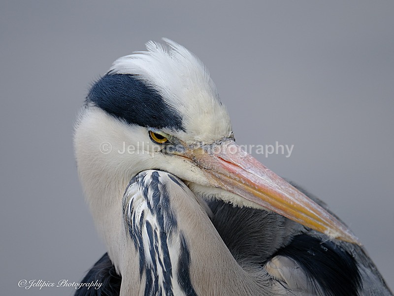  - Wildlife and Nature