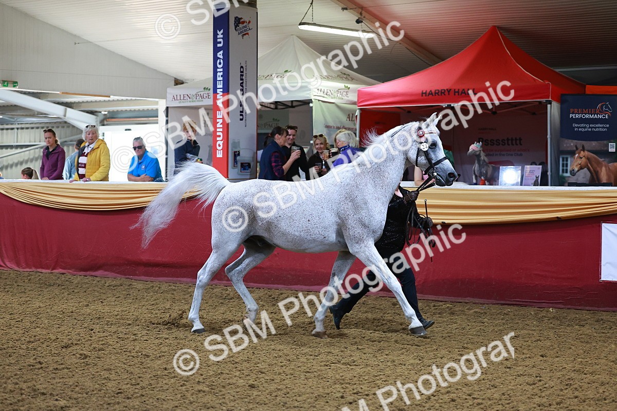 SBM_14713 - Class C - Novelty champ