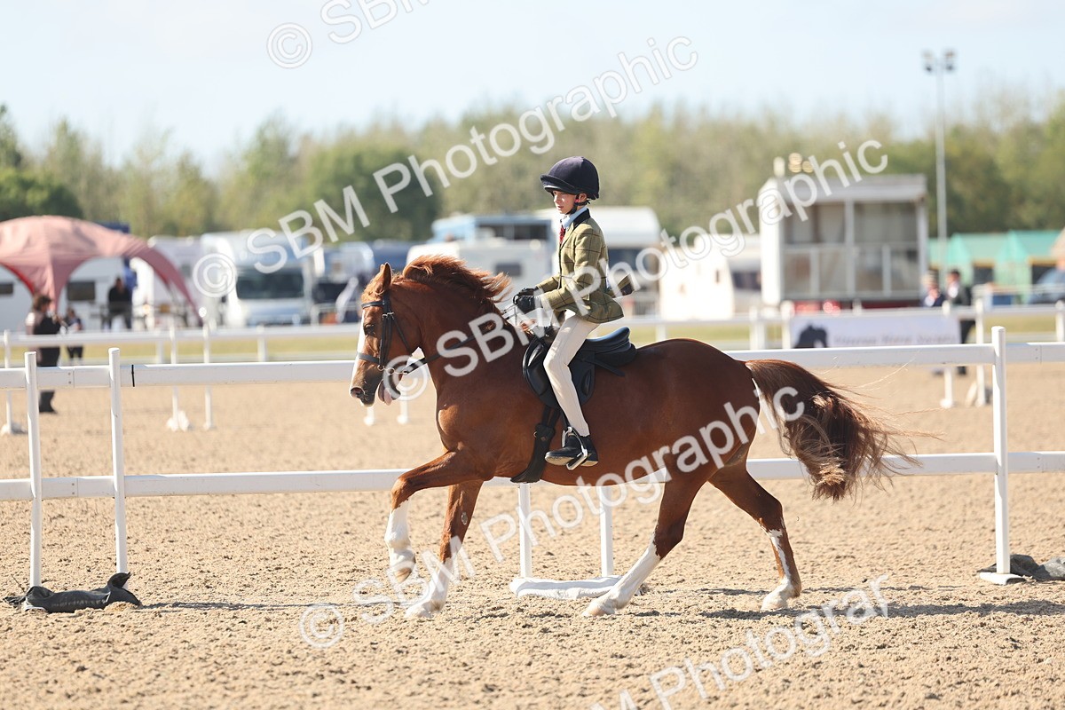 SBM_22617 - Class 804 - Ridden Veteran Pony