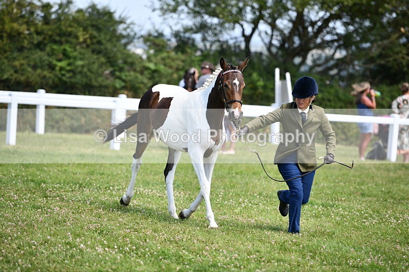 DSC_7500 - Class 63: Coloured Horse Youngstock