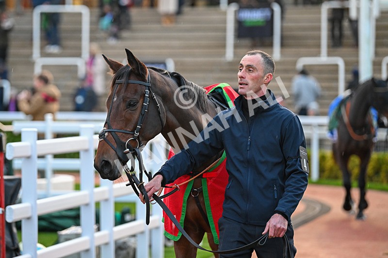 171124-Race 6-Paddock-Lucky In Taipan-4411 - Race 6