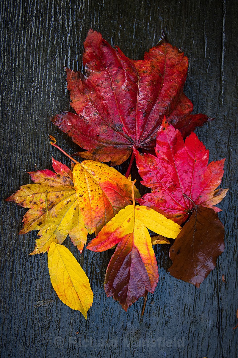  - Autumn
