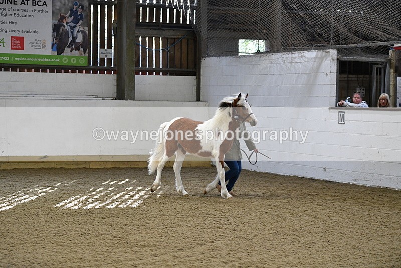 WJ5_3391 - Class 1 Youngstock