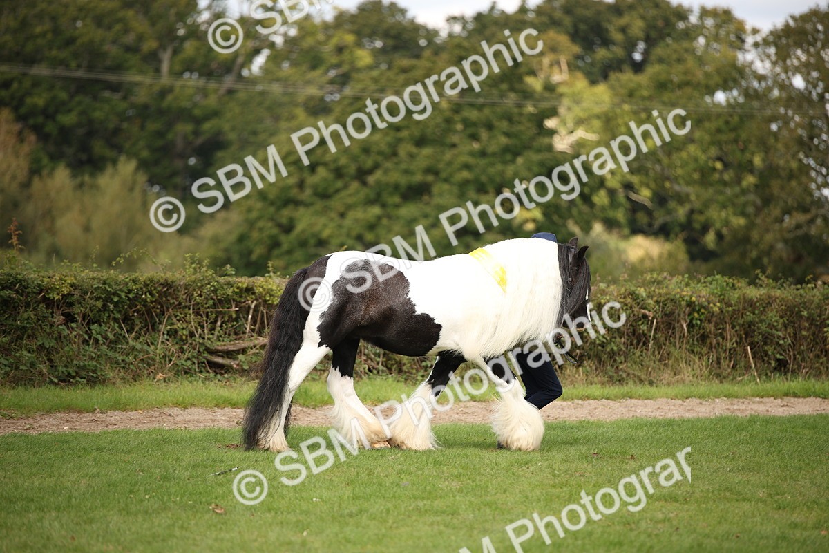 SBM_62939 - In Hand Horse Supreme Championship