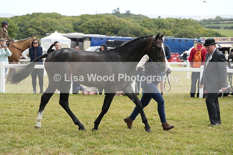 DSC06173 - Class 54: Hunter/Riding Horse/Hack 1 & 2 yr olds