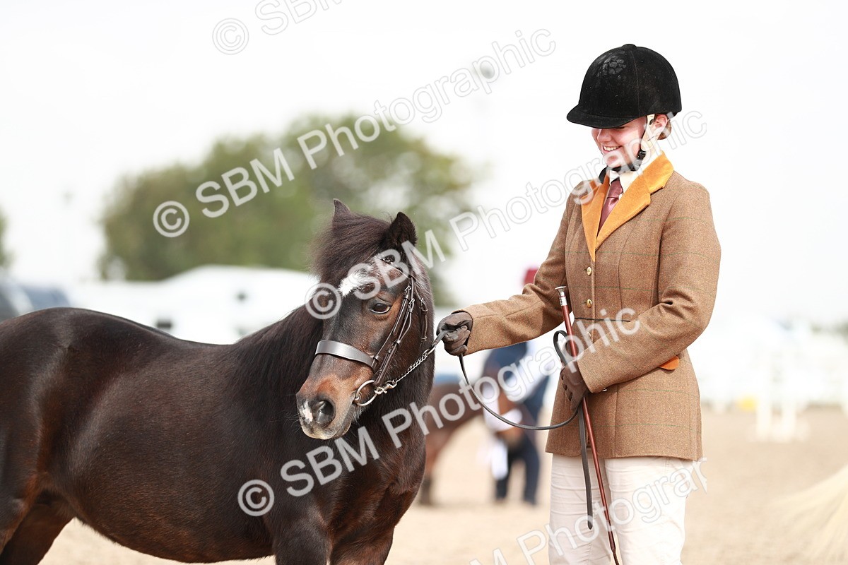 SBM_11866 - Class 206 IH Non Show Type Pony