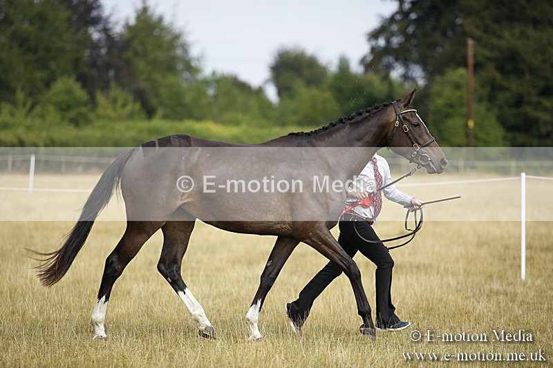 _C7A9163 - BVRC Sow 2018 Ring 2