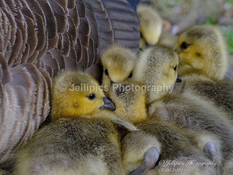  - Wildlife and Nature