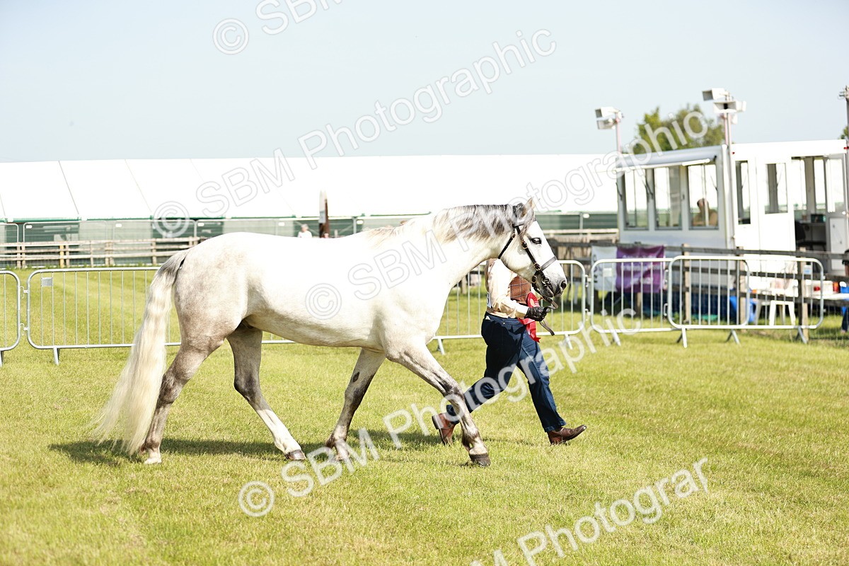 SBM_01724 - Class 14-23 - Mountain & Moorland In Hand Non Welsh