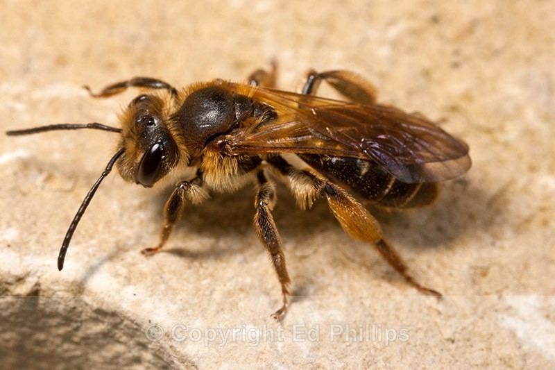 Andrena bucephala (f) - Andrena bucephala