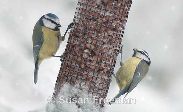 Winter Feed - Nature