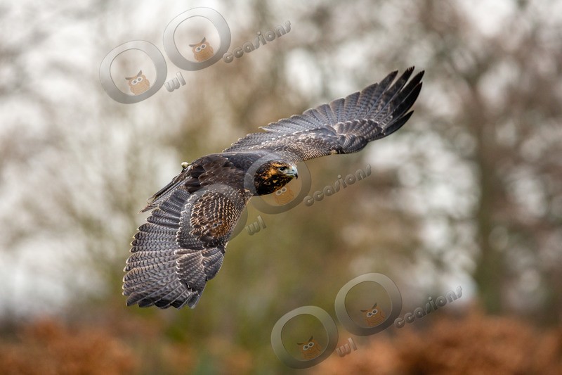 grey buzzard eagle geranoaetus melanoleucus-1117 - BoP from around the world