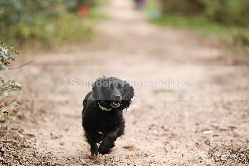 SPXX3920 - Endurance Dogs