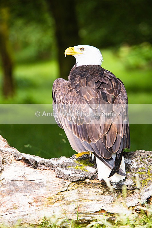 20140705-3K8A2826 - Captive Birds
