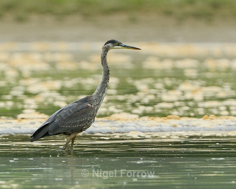 Great Blue Heron wading in Mud Lake, British Columbia, Canada - Great Blue Heron