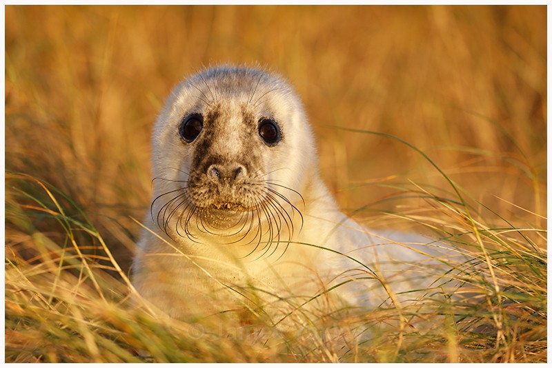 Grey Seal pup amongst the golden Marram Grass - Latest Work
