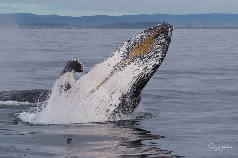 0A3A6450. Breach in Glassy Water 16 - 2023 Whale Photos