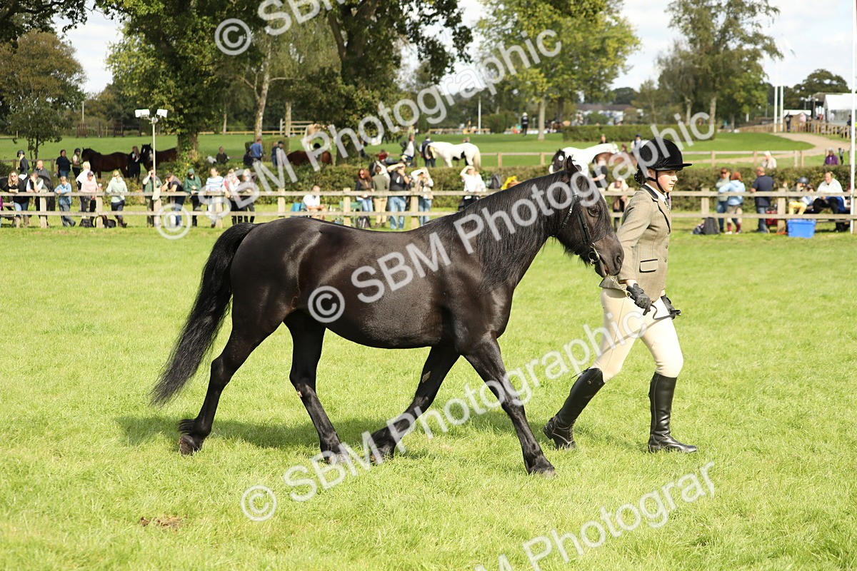 SBM_62823 - S46 - Mountain & Moorland In Hand Small Breeds