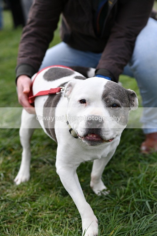 WJ5_9999 - Class 5 Best Veteran / 7 years & over