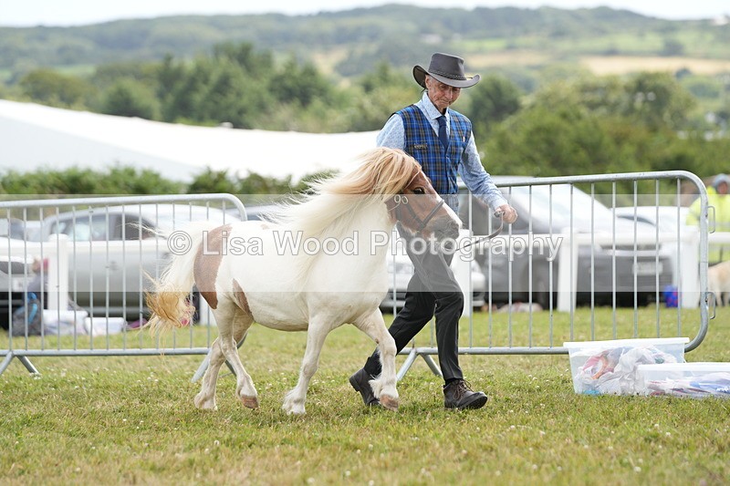 DSC06821 - Class 60: Coloured Pony 4yrs & over