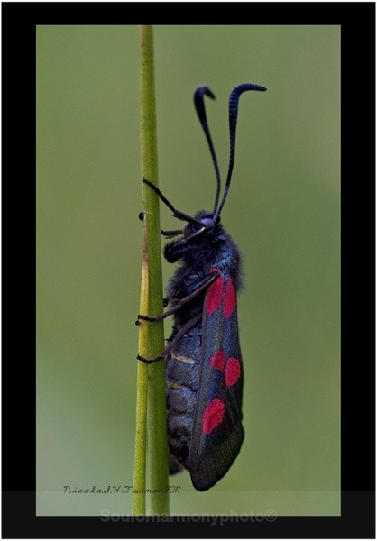Burnet Moth - Invertebrate's Macro