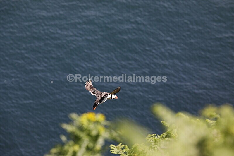 _56A7219 - Skomer 2019