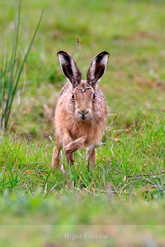 Brown Hare running straight towards the camera - Hare