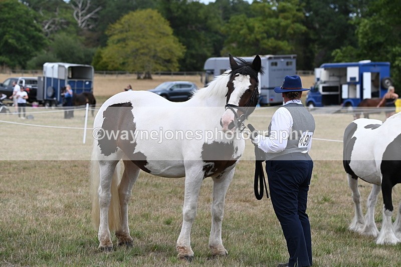 WJ6_5802 - Class 18 In-hand Coloured